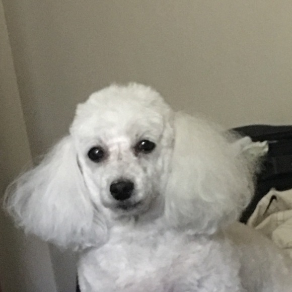 Meet your Posher, Ricky - Picture 1 of 1